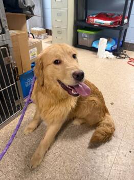 Golden Retriever Dogs Available for Adoption - Budderball | PetCurious