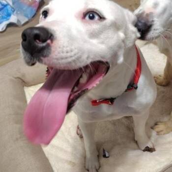 Rescue American Staffordshire Terrier and Siberian Husky Dogs for Adoption in Liverpool, Texas - Finney | PetCurious