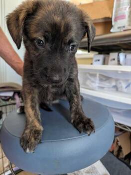 Flapjack - Maple -  Mountain Cur and Staffordshire Bull Terrier Dog for Adoption in Lakeland, Florida - Flapjack - Maple | PetCurious