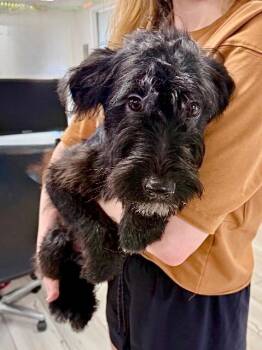 Australian Shepherd and Poodle Dogs Available for Adoption - Pawpaw | PetCurious