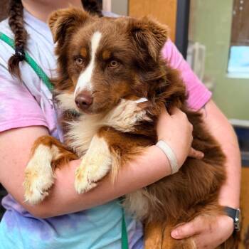 Australian Shepherd Dogs Available for Adoption in Columbus, Georgia - Scout | PetCurious