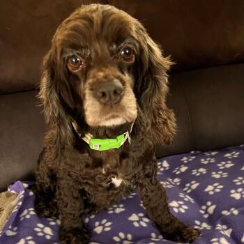 Rescue Cocker Spaniel Dogs for Adoption in Hilton, New York - Cocoa | PetCurious