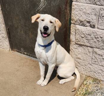 Queso -  Labrador Retriever Dog for Adoption in Siloam Springs, Arkansas - Queso | PetCurious