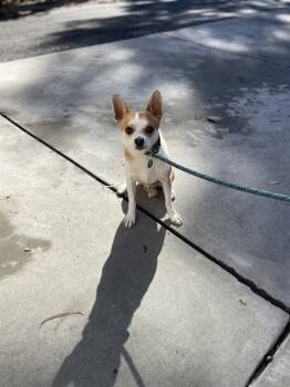 Rescue Chihuahua Dogs for Adoption in Fremont, California - LIL' BUTA | PetCurious