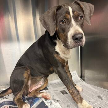 Rescue Mixed Breed Dogs for Adoption in Lake Jackson, Texas - Blair | PetCurious