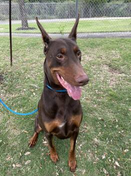 Eros -  Doberman Pinscher Dog for Adoption in Pearland, Texas - Eros | PetCurious