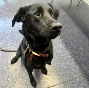 POPPY -  Husky and Mixed Breed Dog for Adoption in Anchorage, Alaska - POPPY | PetCurious