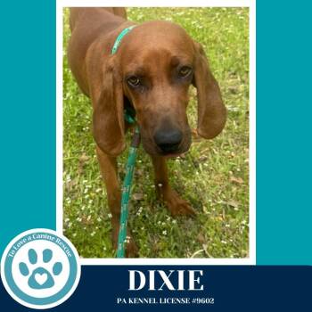 Redbone Coonhound Dogs Available for Adoption in Kimberton, Pennsylvania - Dixie 041126 | PetCurious