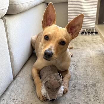 Chiweenie Dogs Available for Adoption - Mister | PetCurious