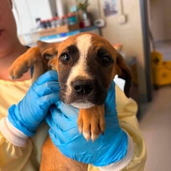 Lydia -  Mixed Breed Dog for Adoption in Huntington, West Virginia - Lydia | PetCurious