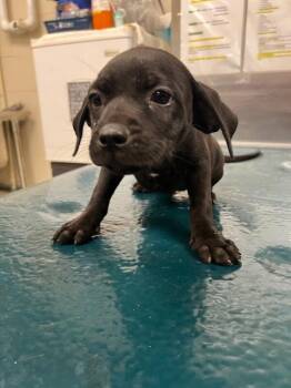 Scottie -  Plott Hound Dog for Adoption in Mobile, Alabama - Scottie | PetCurious