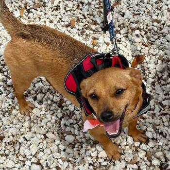 HENRY -  Chihuahua Dog for Adoption in Largo, Florida - HENRY | PetCurious