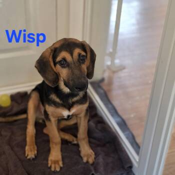 Wisp -  German Shepherd Dog and Hound Dog for Adoption in Blairstown, New Jersey - Wisp | PetCurious
