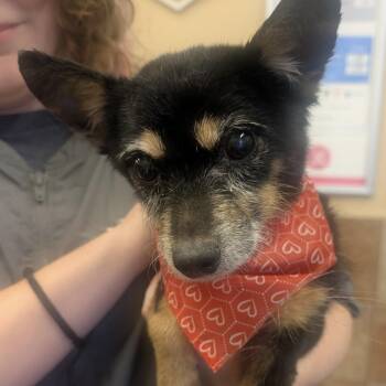 Tim Tim -  Chihuahua Dog for Adoption in Brookeville, Maryland - Tim Tim | PetCurious