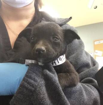 MANDY -  Belgian Shepherd Malinois and Mixed Breed Dog for Adoption in Riverside, California - MANDY | PetCurious