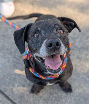 Baxter -  Terrier Dog for Adoption in Santa Rosa, California - Baxter | PetCurious