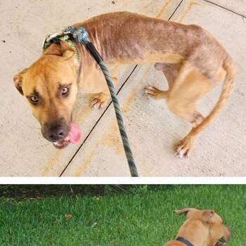 Leo -  Mixed Breed Dog for Adoption in West Palm Beach, Florida - Leo | PetCurious
