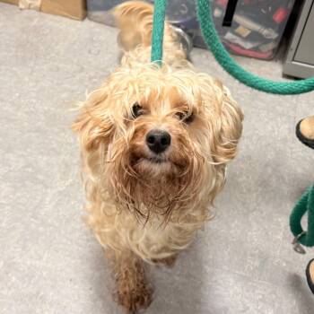 Magic -  Yorkshire Terrier and Maltese Dog for Adoption in Quakertown, Pennsylvania - Magic | PetCurious