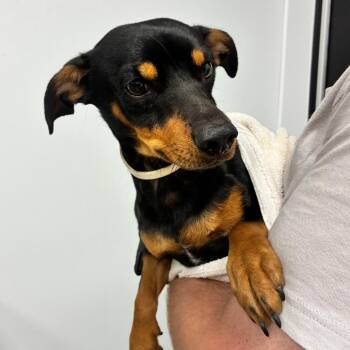 Big One -  Miniature Pinscher and Mixed Breed Dog for Adoption in Abilene, Texas - Big One | PetCurious