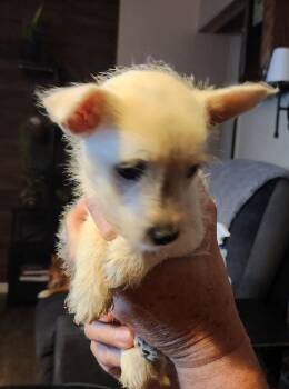 Frilly (#359) -  West Highland White Terrier Westie Dog for Adoption in Twin Lakes, Wisconsin - Frilly (#359) | PetCurious