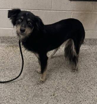 Zara -  Mixed Breed Dog for Adoption in Kansas City, Missouri - Zara | PetCurious
