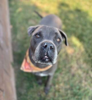 Rescue Pit Bull Terrier Dogs for Adoption in Ventura, California - King | PetCurious