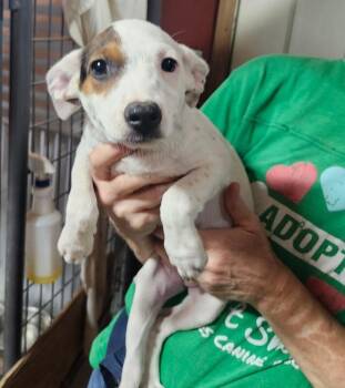 Joy -  Chihuahua and Dachshund Dog for Adoption in Severance, Colorado - Joy | PetCurious