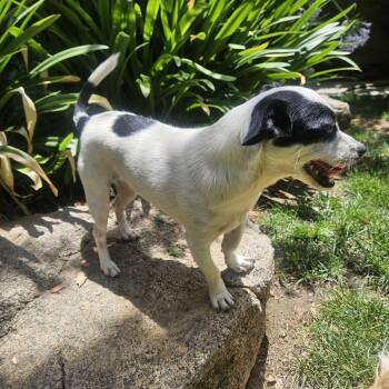 Leo -  Mixed Breed Dog for Adoption in Fresno, California - Leo | PetCurious