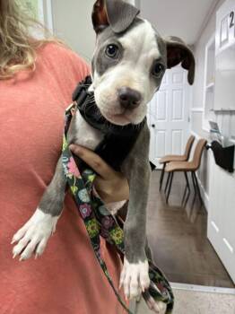 Rudy -  American Staffordshire Terrier Dog Available for Adoption in Marietta, Georgia - Rudy | PetCurious