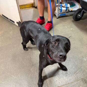 Elowen -  Mixed Breed Dog for Adoption in Jefferson City, Tennessee - Elowen | PetCurious