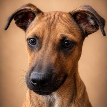 FRITZ (Loves Kids, Smart, Calm, Sweet, Loves Affection, Loves to -  Shepherd and Black Mouth Cur Dog for Adoption in Houston, Texas - FRITZ (Loves Kids, Smart, Calm, Sweet, Loves Affection, Loves To | PetCurious