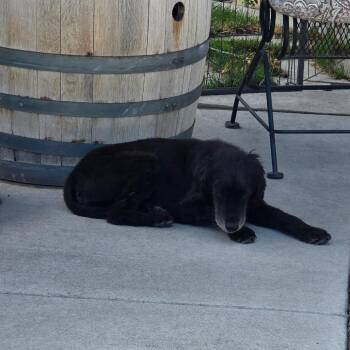Maggie -  Poodle and Spaniel Dog for Adoption in Reno, Nevada - Maggie | PetCurious