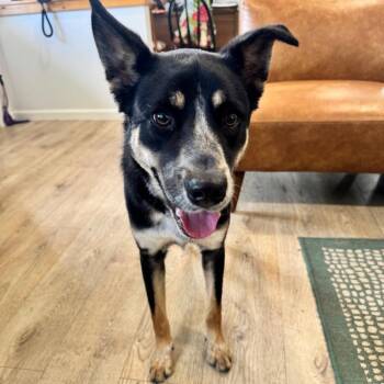ROGAN (703) -  Cattle Dog Dog for Adoption in Indiantown, Florida - ROGAN (703) | PetCurious