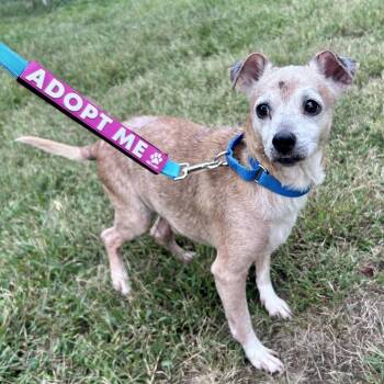 Theo -  Mixed Breed Dog for Adoption in Fredericksburg, Virginia - Theo | PetCurious