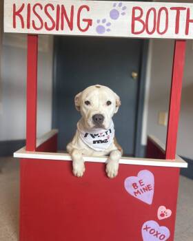 Rescue American Bulldog Dogs for Adoption in Raleigh, North Carolina - Sash | PetCurious