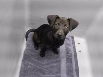 YIYI -  Labrador Retriever and Mixed Breed Dog for Adoption in Omaha, Nebraska - YIYI | PetCurious