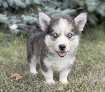 Mulberry -  Poodle and Husky Dog for Adoption in Iron Ridge, Wisconsin - Mulberry | PetCurious