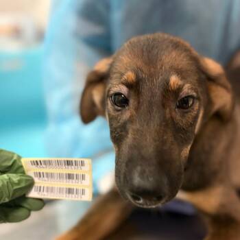 Bamboo Bat -  Mixed Breed Dog for Adoption in Charleston, West Virginia - Bamboo Bat | PetCurious
