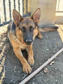 German Shepherd Dog Dogs Available for Adoption - MESI | PetCurious