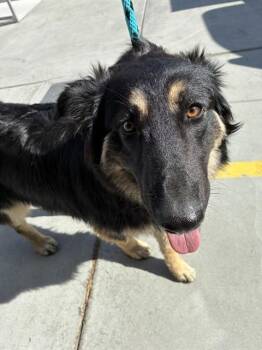 A780228 -  German Shepherd Dog Dog for Adoption in Rancho Cucamonga, California - A780228 | PetCurious