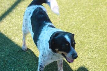 Australian Cattle Dog Blue Heeler and Mixed Breed Dogs Available for Adoption in Grand Prairie, Texas - EUNICE | PetCurious