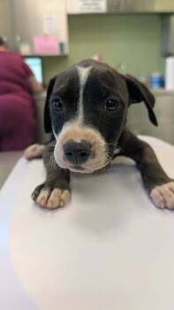Wisconsin -  Pit Bull Terrier and Mixed Breed Dog for Adoption in Kansas City, Missouri - Wisconsin | PetCurious