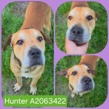 Shar Pei and Staffordshire Bull Terrier Dogs Available for Adoption in Houston, Texas - HUNTER | PetCurious