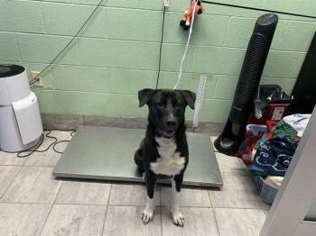 LAYLA -  Labrador Retriever and Mixed Breed Dog for Adoption in Grand Prairie, Texas - LAYLA | PetCurious