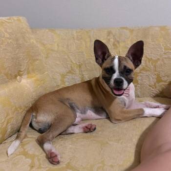 Mixed Breed Dogs Available for Adoption - Mr Boy | PetCurious