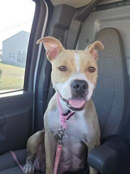 Pit Bull Terrier and Mixed Breed Dogs Available for Adoption - AMAYA | PetCurious