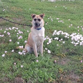 Mixed Breed Dogs Available for Adoption in Dickinson, Texas - Ariel | PetCurious