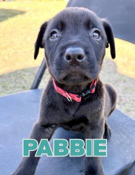 Black Labrador Retriever Dogs Available for Adoption - Pabbie | PetCurious