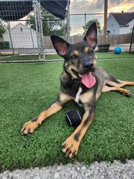 Lucky -  German Shepherd Dog Dog for Adoption in Owensboro, Kentucky - Lucky | PetCurious
