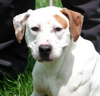 Terrier and Hound Dogs Available for Adoption in Millfield, Ohio - Martin | PetCurious